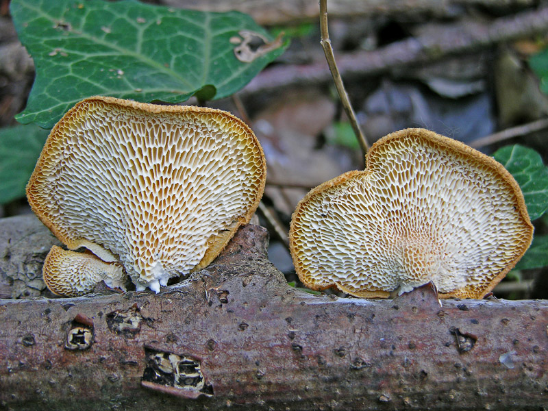 Ritrovamenti sabato 14 aprile.